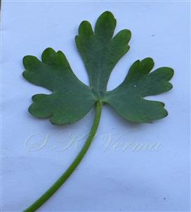 Basal leaf (Adaxial surface)